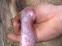 Horny beastie gal making a dog dick erected